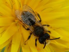 Apidae Andreninae